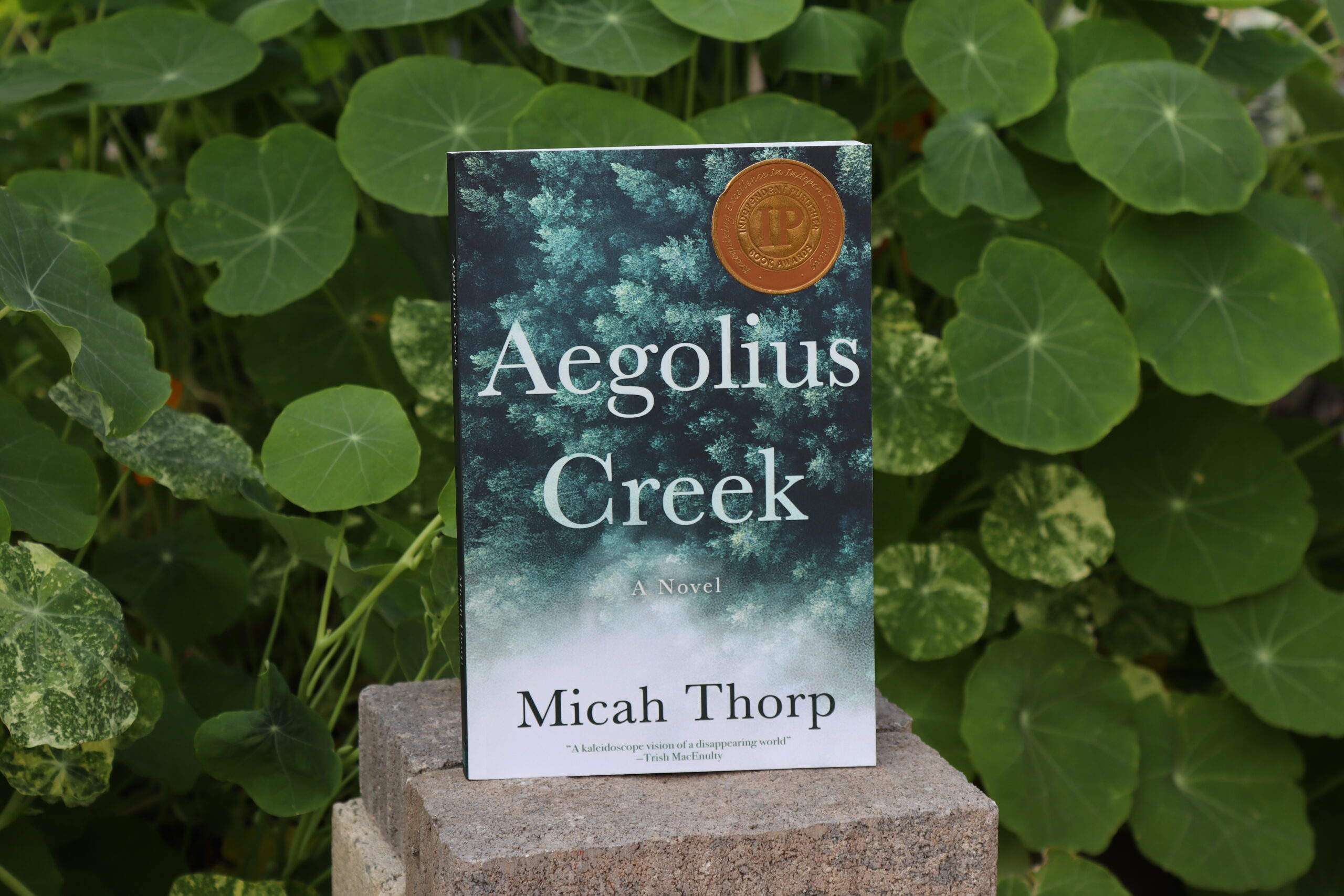Aegolius Creek - Image 2